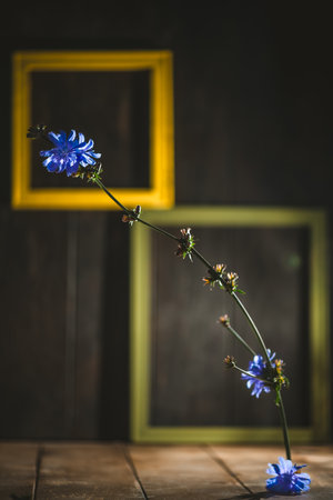 Chicory flower elegantly bending against a dark wooden background, framed by vibrant yellow and green empty frames, creating a striking contrast and artistic compositionの写真素材