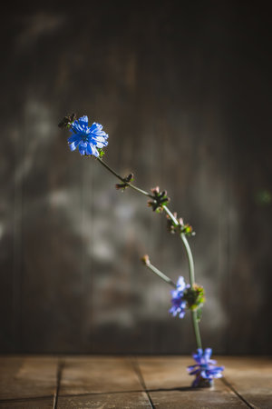 Chicory flowers with vibrant blue petals rest on a rustic wooden table against a dark, textured backdrop, creating a serene and moody still life compositionの写真素材