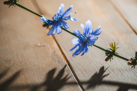 Chicory flowers in vivid blue bloom against a wooden backdrop, creating striking shadows. The delicate petals and green stems add contrast and texture to the natural compositionの写真素材