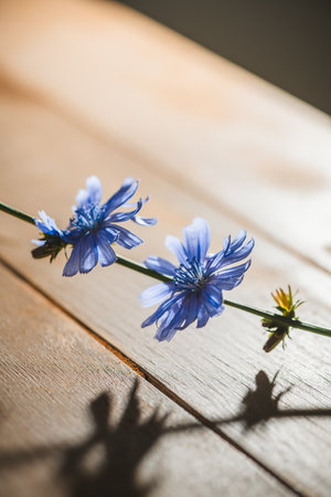 Chicory flowers in vivid blue bloom against a wooden backdrop, creating striking shadows. The delicate petals and green stems add contrast and texture to the natural compositionの写真素材