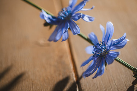 Chicory flowers in vivid blue bloom against a wooden backdrop, creating striking shadows. The delicate petals and green stems add contrast and texture to the natural compositionの写真素材