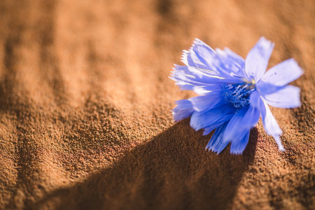 Fresh chicory flower lying on a bed of ground chicory root, highlighting the connection between the vibrant bloom and the earthy powder derived from its rootsの写真素材