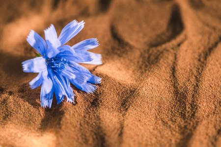 Fresh chicory flower lying on a bed of ground chicory root, highlighting the connection between the vibrant bloom and the earthy powder derived from its rootsの写真素材