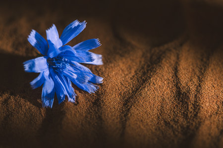 Bright blue chicory flower resting on a textured, sandy background. The contrast between the vivid bloom and the earthy tones highlights the flower's delicate beauty and natural eleganceの写真素材