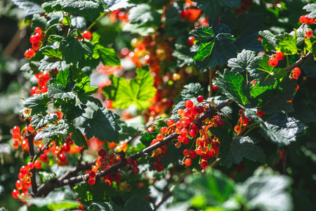 Clusters of ripe red currant berries hang from the branches of a bush, bathed in the warm glow of sunlight, creating a vibrant display of color in a natural settingの写真素材