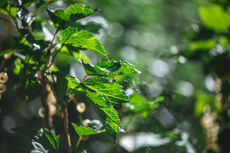Intricate spider web glistening with tiny droplets of morning dew, hanging between green leaves in a dark forest, creating a magical and delicate sceneの写真素材