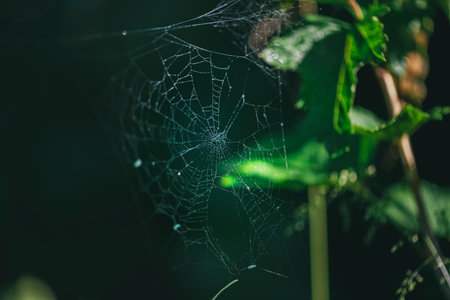 Intricate spider web glistening with tiny droplets of morning dew, hanging between green leaves in a dark forest, creating a magical and delicate sceneの写真素材