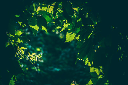 Vibrant green leaves form a natural canopy, with sunlight filtering through, creating a serene and tranquil atmosphere. The play of light and shadow adds depth and texture to the sceneの写真素材