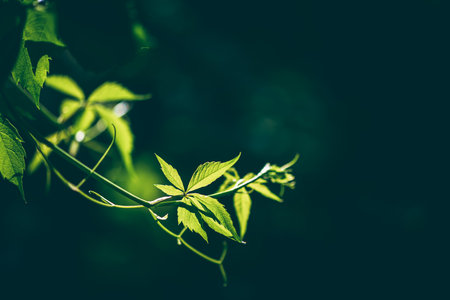 Delicate green vines and leaves intertwine against a dark background, creating a serene and natural composition. The soft focus highlights the beauty of nature's intricate detailsの写真素材