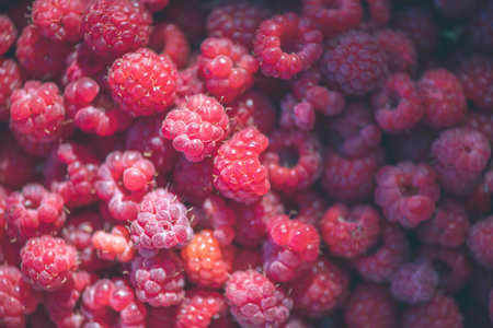 Vibrant collection of ripe raspberries, bathed in soft sunlight, showing their rich red hues and natural texture. Ideal for concepts of freshness, organic produce, and healthy eatingの写真素材