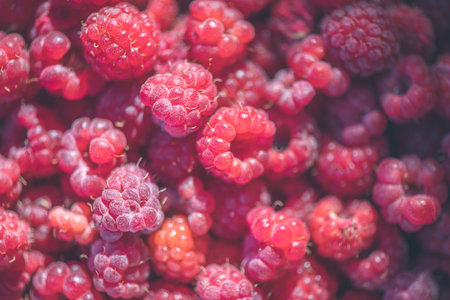 Vibrant collection of ripe raspberries, bathed in soft sunlight, showing their rich red hues and natural texture. Ideal for concepts of freshness, organic produce, and healthy eatingの写真素材