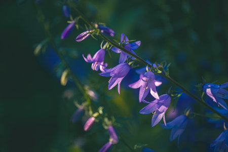 Delicate purple bellflowers gracefully bloom, illuminated by gentle light against a dark, blurred background. The scene captures the essence of tranquility and natural beautyの写真素材