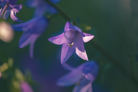 Purple bell-shaped flower blooming in soft sunlight, showing its delicate pistil and petals, with other blossoms blurred in the background creating a dreamy botanical sceneの写真素材