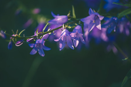 Delicate purple bellflowers gracefully bloom, illuminated by gentle light against a dark, blurred background. The scene captures the essence of tranquility and natural beautyの写真素材