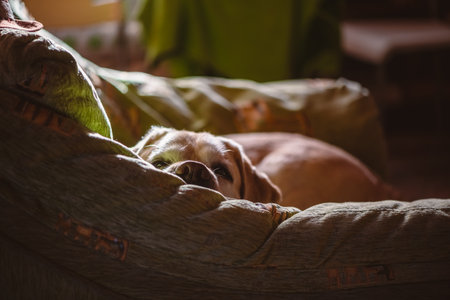 Adorable light brown dog resting peacefully on a cozy sofa, enjoying a moment of tranquility in a warm, inviting home environment, creating a heartwarming scene of pet companionshipの写真素材