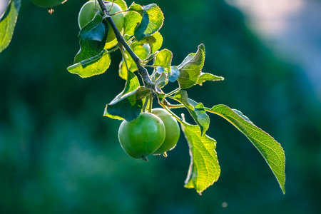Two immature green apples hanging from a branch surrounded by leaves, bathed in the warm glow of orchard sunlight, represent the promise of a bountiful harvestの写真素材