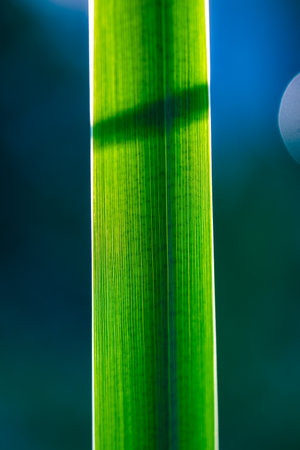 Extreme close-up of a vibrant green leaf reveals its intricate parallel veins, creating a textured pattern against a softly blurred background, highlighting the delicate beauty of natureの写真素材