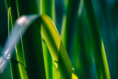 Vibrant green grass blades growing closely together, basking in the warm embrace of spring sunlight, create a lush and inviting natural background filled with life and renewalの写真素材