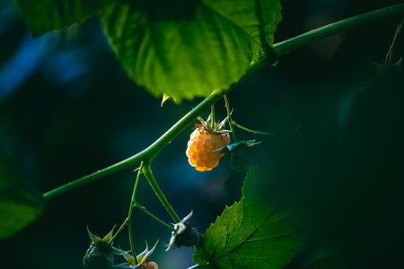 Ant is on a ripe golden raspberry hanging from a branch, illuminated by sunlight filtering through the green leaves of the raspberry bush, creating a vibrant and natural sceneの写真素材