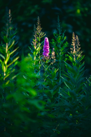 Striking purple flower stands tall amidst lush green foliage, illuminated by sunlight. The vibrant colors and natural setting evoke a sense of tranquility and beautyの写真素材