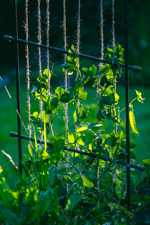 Vibrant pea vines entwine around a sturdy garden trellis, basking in the warm sunlight. The scene captures the essence of growth and nature's beauty in a serene garden settingの写真素材