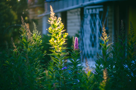 Serene garden scene showcases vibrant greenery with a single pink flower standing out, illuminated by the soft evening sunlight. The background features a house with a lattice fenceの写真素材