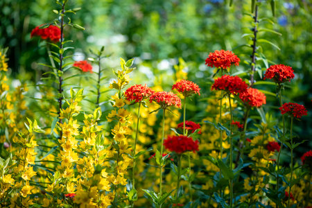 Bright red maltese cross flowers, or scarlet lychnis, blooming in a vibrant garden, showcase...