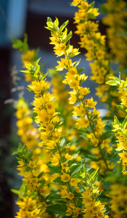 Lysimachia punctata, commonly known as dotted loosestrife or yellow loosestrife, displays vibrant yellow flowers blooming along its stems, creating a cheerful sight in a garden settingの写真素材