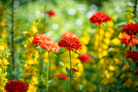 Bright red maltese cross flowers, or scarlet lychnis, blooming in a vibrant garden, showcase delicate petals against a blurred backdrop of cheerful yellow flowersの写真素材
