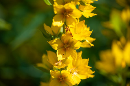 Close-up of vibrant yellow dotted loosestrife flowers blooming in the summer sunlight, creating a...