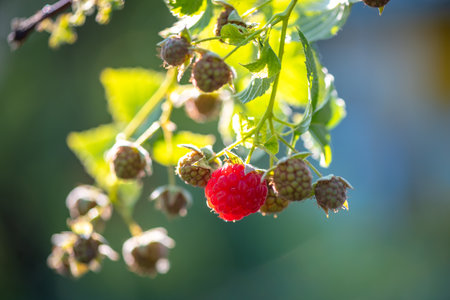 Close-up of a ripe red raspberry on a branch, surrounded by unripe green berries and illuminated by sunlight, creating a vibrant contrast against a blurred green backgroundの写真素材