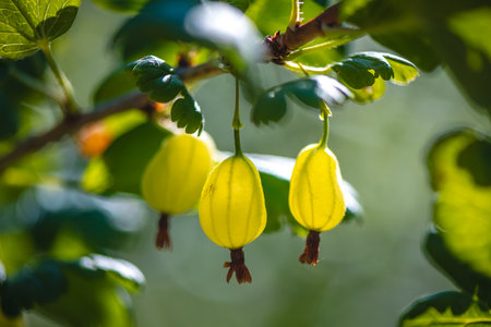 Close-up of ripe yellow gooseberries hanging on a branch, illuminated by sunlight, creating a vibrant and inviting scene of freshness and natural beautyの写真素材