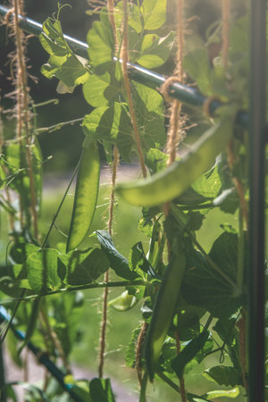 Close-up view of vibrant pea pods thriving on a trellis, basking in warm sunlight within a lush garden, highlighting the rich beauty of nature's abundant harvestの写真素材