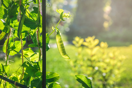Ripe pea pod hanging from its vine, illuminated by sunlight in a vibrant garden, highlighting the charm of homegrown produce and the beauty of nature's bountyの写真素材