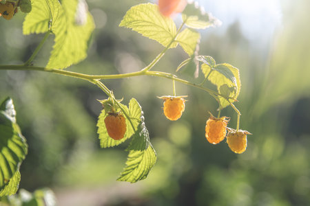 Ripe yellow raspberries hanging from a branch, basking in warm summer sunlight, create a vibrant and inviting scene, showcasing the beauty of nature's bounty in a garden settingの写真素材