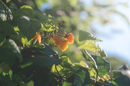 Ripe yellow raspberries hanging from a branch, basking in warm summer sunlight, create a vibrant and inviting scene, showcasing the beauty of nature's bounty in a garden settingの写真素材