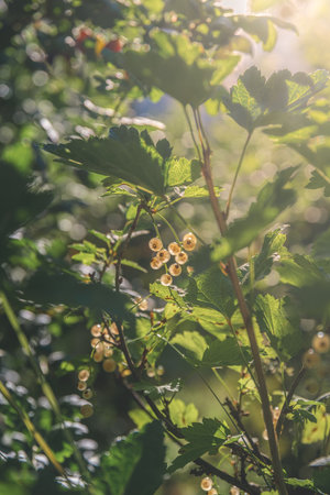 Close-up of a bunch of ripe white currants hanging from a branch, illuminated by sunlight filtering through the leaves, creating a vibrant and refreshing scene of nature's bountyの写真素材