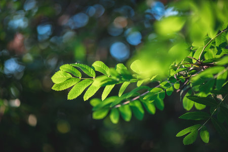 Sunlight illuminates vibrant green leaves growing on a tree branch, creating a beautiful natural scene that evokes feelings of springtime renewal and growthの写真素材