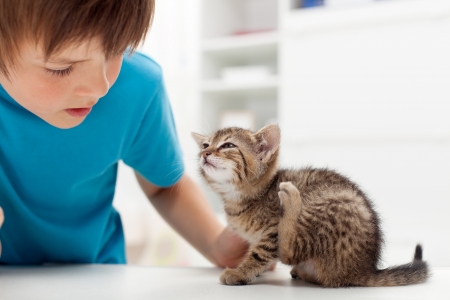 My kitten has fleas - boy looking at his cat scratching its earsの写真素材