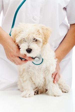 Veterinary care concept - small fluffy dog at health checkupの写真素材
