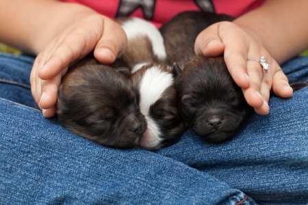 Young puppy dogs sleeping protectected by little girl hands - closeupの写真素材