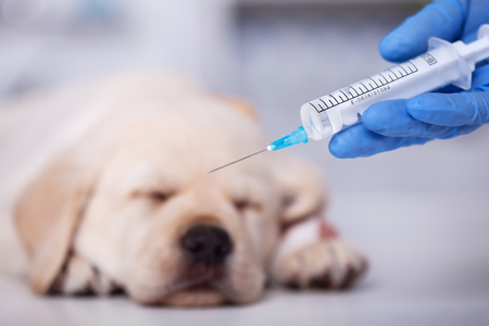 Sleeping labrador puppy dog with injured leg getting an injection at the veterinary doctorの写真素材