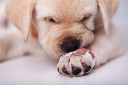 Cute labrador puppy dog leaning its muzzle on a hurting paw with a bandage - sniffing the unusual coating, closeupの写真素材