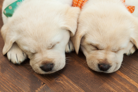 Cute labrador puppy dogs sleeping on wooden floor - close up on heads resting between paws, top viewの写真素材