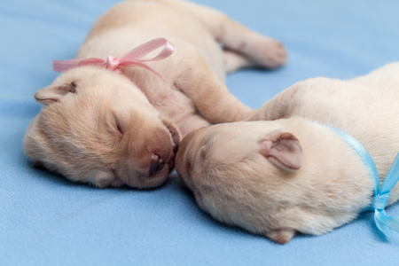 Adorable labrador puppy dogs sleeping on blue blanket - close upの写真素材