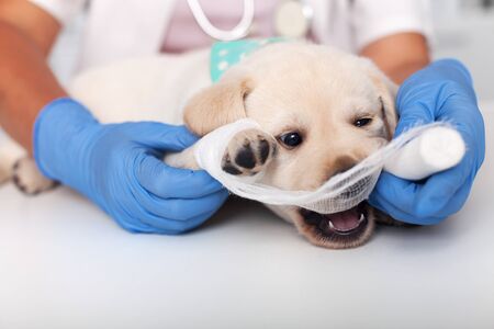Cute puppy dog playing with the bandage put on its paw by the veterinary healthcare professional woman - making her job hard, having funの写真素材