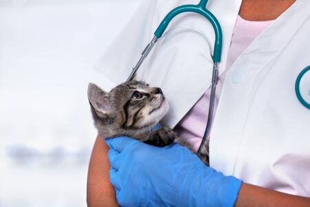 Veterinary healthcare professional holding young kitten - close upの写真素材