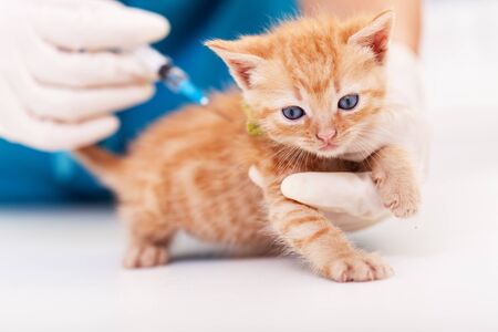 Cute ginger kitten receive a vaccine at the veterinary doctor office. Animal healthcare concept - close up, shallow depthの写真素材
