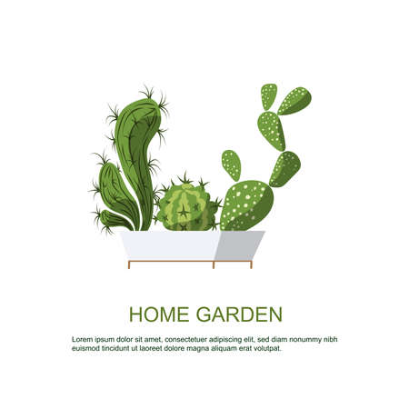 Cactus in beautiful white Pot. Home Garden. Plants for Home Comfort.のイラスト素材