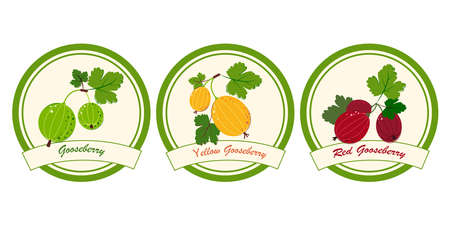 Gooseberry, Yellow Gooseberry, Red Gooseberry Jam and Marmalade Labels. Ripe Berries for Jam, Dessert and Marmalade. Flat style Vector Illustration.のイラスト素材
